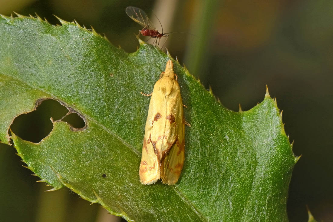 Agapeta hamana - Tortricidae? S